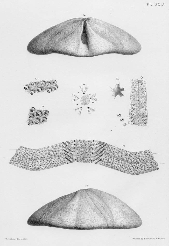 Clypeus plotii, vue ambitale et periprocte d'apres WRIGHT.JPG