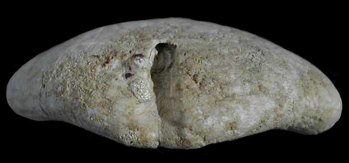 Clypeus subulatus, sillon anal, Oxfordien superieur, Meuse, France, 58mm.jpg