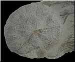 Clypeus angustiporus, detail, Bathonien, Yonne, 26mm