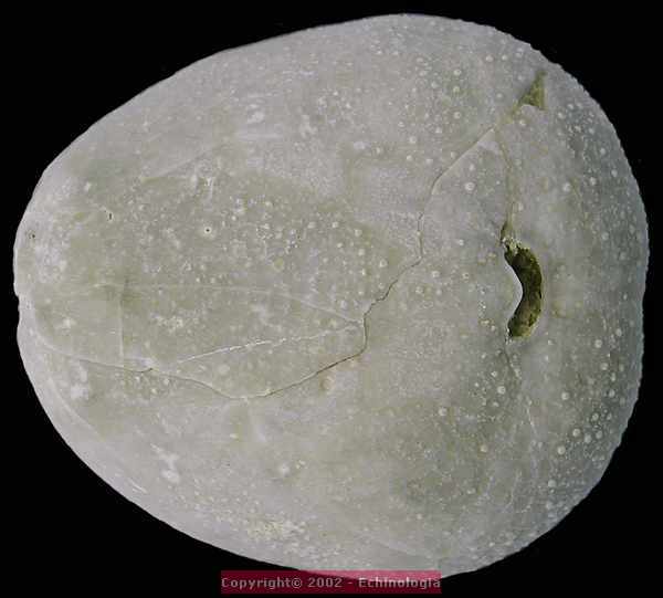 Cyclaster brevistella, vue orale, miocene, lentille marneuse de Cadell, Morgan, Australie du sud, 40mm.jpg