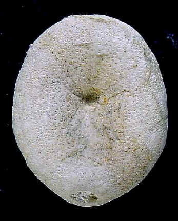 E1B.JPG (38741 octets)