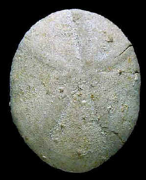 E2A.JPG (40151 octets)