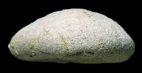 E2D.JPG (13005 octets)