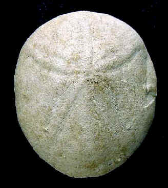 E3A.JPG (37539 octets)