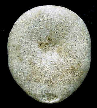 E3B.JPG (47591 octets)