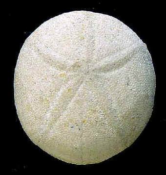 E4A.JPG (38835 octets)