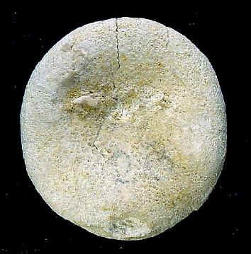 E4B.JPG (43352 octets)