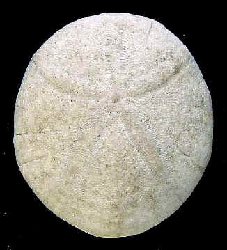E5A.JPG (41013 octets)
