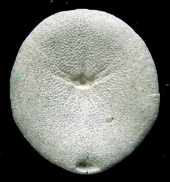 E5B.JPG (49088 octets)