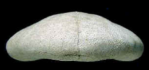 E5D.JPG (12309 octets)