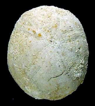 R2A.JPG (29122 octets)