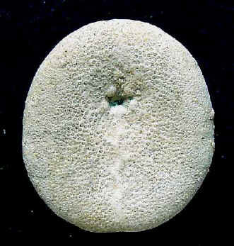 R3B.JPG (41460 octets)